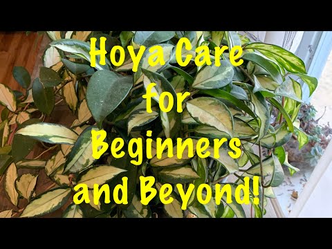 Hoya Care | How To Care For Hoya Carnosa Krimson Princess And Beyond