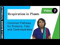 Cellular Respiration - Common pathway for Proteins, Fats and Carbohydrates