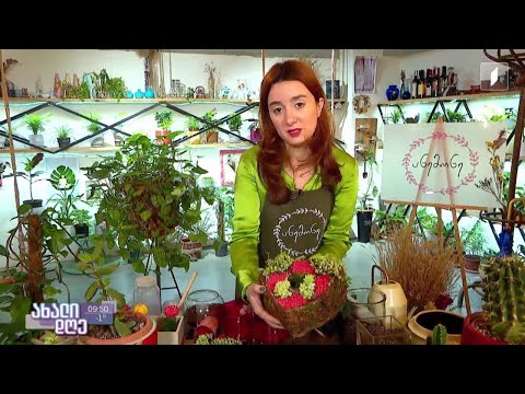 რუბრიკა „მცენარეების მეგობარი“ - როგორ მოვუაროთ კაქტუსებსა და სუკულენტებს