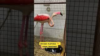 Flamingo 🦩 Under treatment