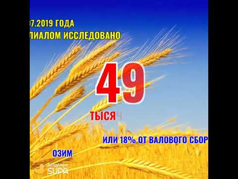 Дана предварительная оценка качества зерна урожая 2019 года в Республике Адыгея