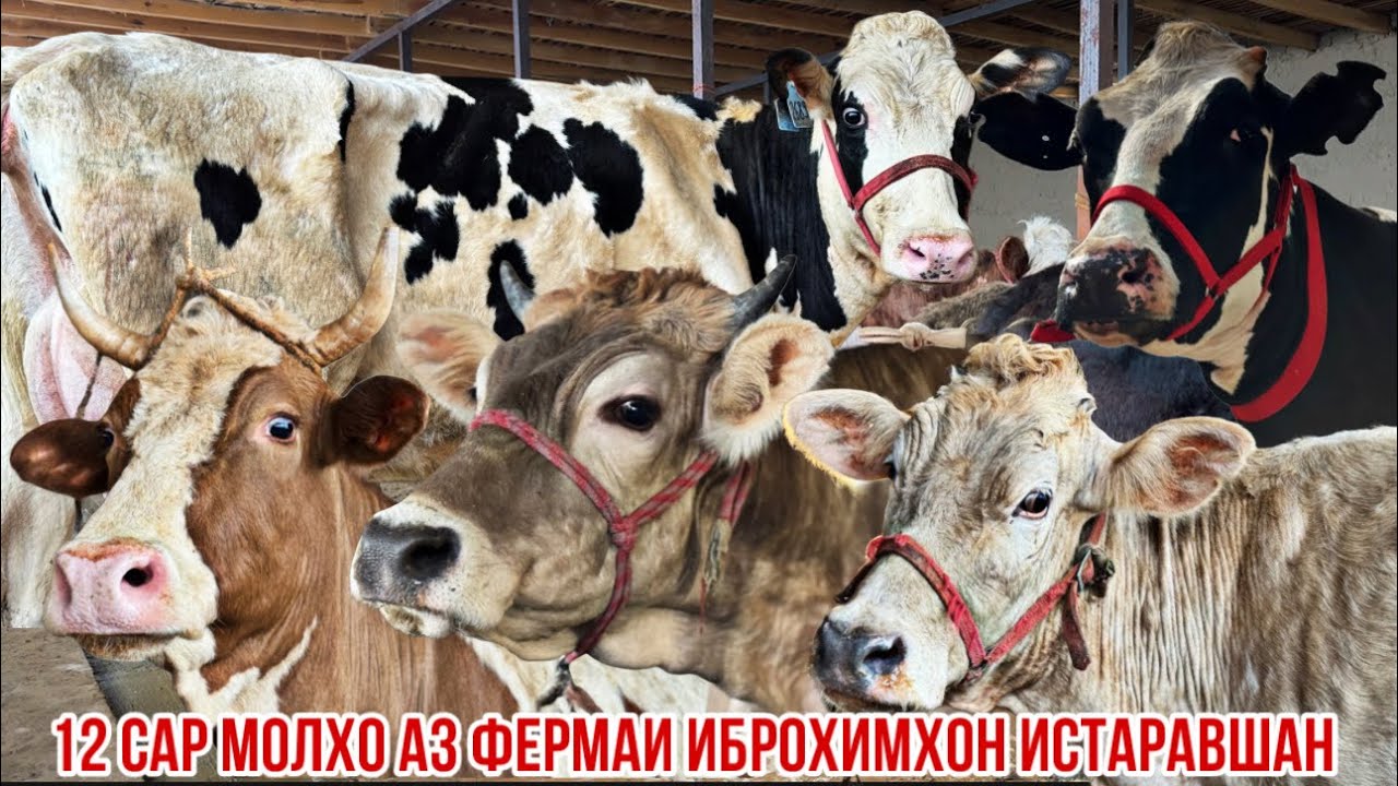 Навори нав фермаи Иброхимхон Истаравшан Шветхо аз Узбекистон Голштин Сементал арзон 2 марта 2026 г.