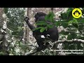 Female Bonobo Feeding in a Tree!【Observations of Bonobos #205】