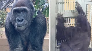 Gorilla⭐️Even now, the zookeeper always cares about Gentaro and talks to him.【Momotaro  family】