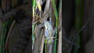 You Won't Believe This Dragonfly Emerges From Its Shell in Real Time