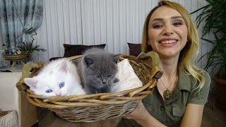 KEDİ VLOG! BİR GÜN BOYUNCA 5 KEDİ BAKMAK