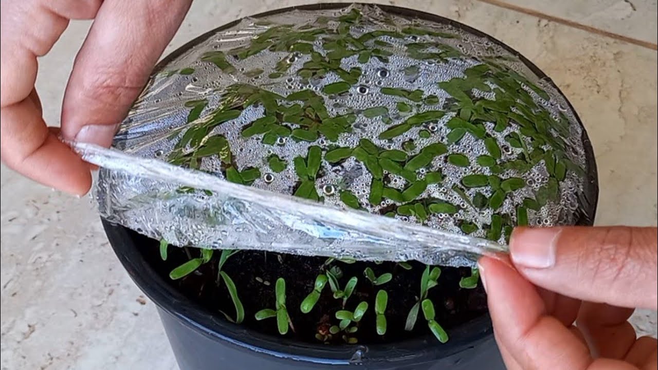 نصيحة لا ترمي بذور زهرة القطيفة بعد اليوم planting seeds preminm photo