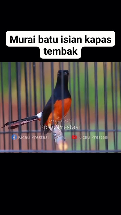 Kretekan dan tembakan murai batu isian kapas tembak