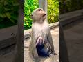 #monkey #shorts #shortvideo #babymonkey #animals #cute