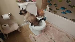 Siamese cat Angie is a good girl, she uses the toilet.