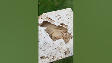 Fossil Travertine Crab #fossil #fossils #geology #dinosaur #paleontology #paleontologia #crystal