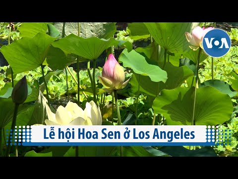 Video: Lễ hội Văn hóa và Dân tộc ở Los Angeles