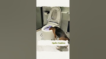 Kiếp Nạn Thứ 82: Khi Bố Mang Một Con "Loa Phường" Beagle Về Nhà