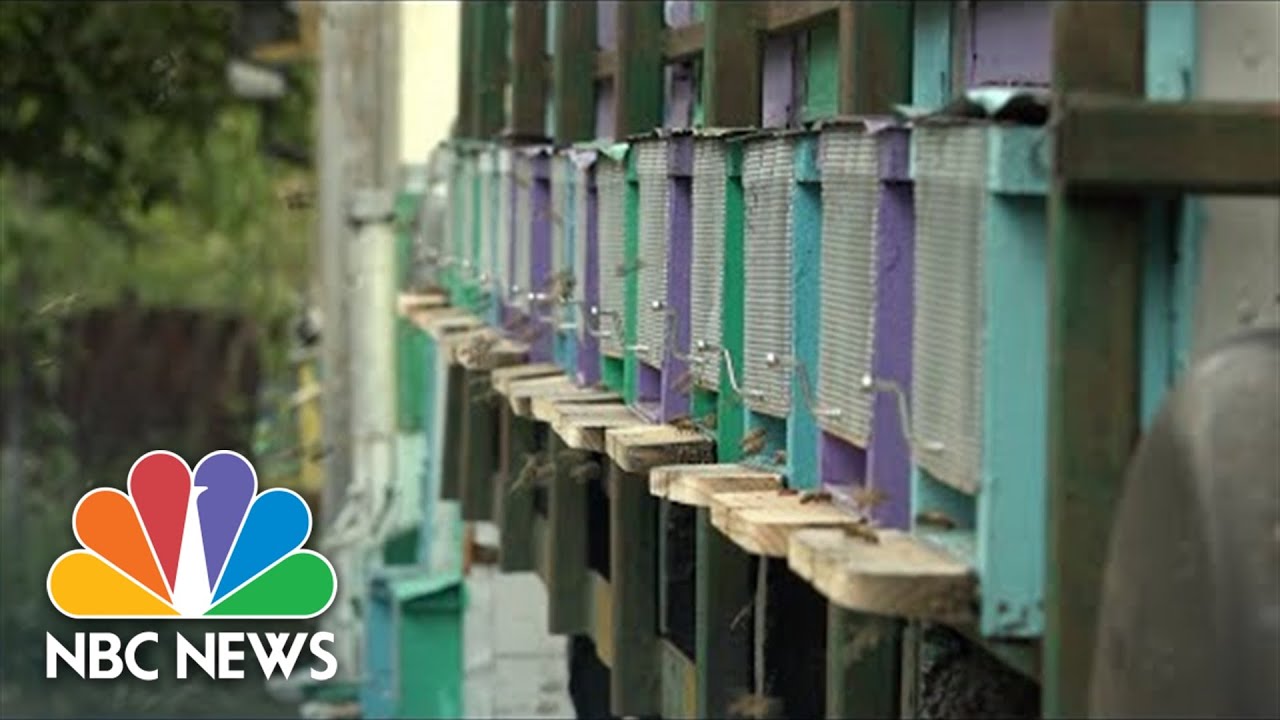 Droughts In Romania Causing Bee Population And Honey Production To Diminish