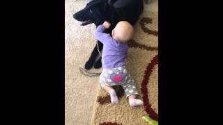 Home Raised Personal Protection Dogs &quot;LOVE&quot; Babies! Good Genetics Early Training Adds Family Safety