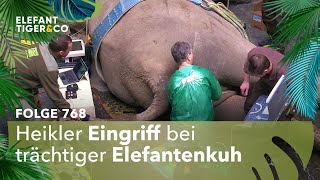 Zwei sind einer zu viel (Folge 768) | Elefant, Tiger & Co. | MDR