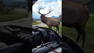 Aggressive Bull Elk Charges Truck In Colorado Encounter
