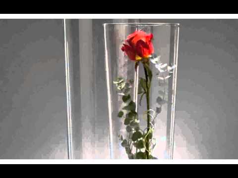 Wicemoon 3 Pcs H/ängende Glasvase Transparente Dekoration Wasser Kultivierte Blume Kugelf/örmige Vase Home Hochzeit Dekoration 8//10//12cm