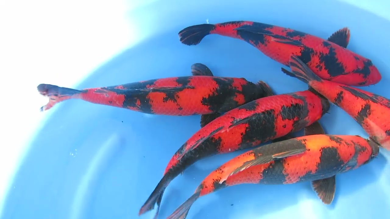 Hi Utsuri Japanese Koi Fish YouTube