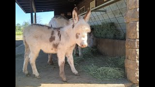 Gringo the miniature Donkeys