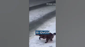 Кот и крыса подружились, чтобы играть в догонялки