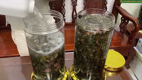 Công dụng quý của Lan Kim Tuyến