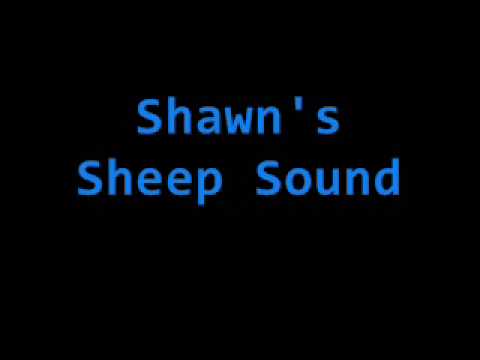 Shawn's Sheep Sound (Must Watch)