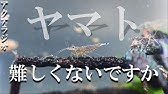 水槽を覗いたらヤマトヌマエビが共食いしてました 捕食 Youtube
