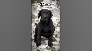 One Month Vs One Year Labrador transformation #pets #feed #dog #shots #cute #love #doglover #pets
