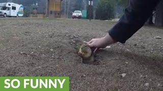 Gopher inspects hidden camera, receives tasty carrot