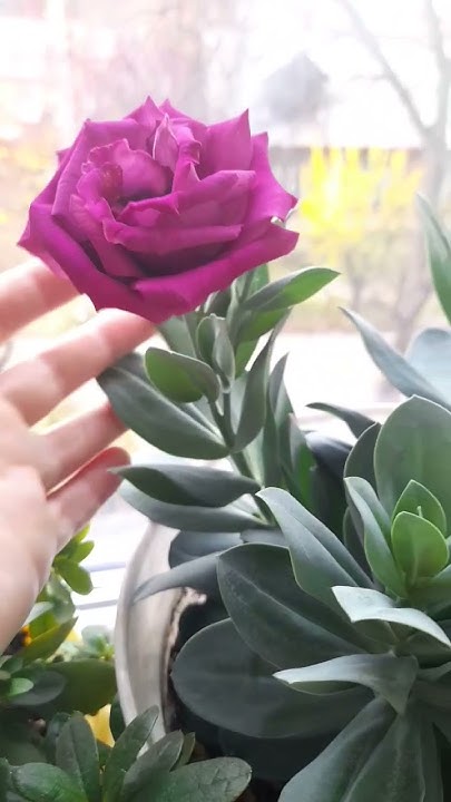 Дождалась! Расцвела эустома Мариачи кармин🌸 - YouTube
