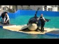 2012-11-10 - Miami Seaquarium Killer Whale Show (Part 3) [1080p]