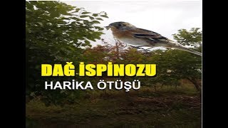 Dağ İspi̇nozunun Hari̇ka Ötüşü Doğal Ortamında Sizler İçin Kaydettim👍 Keyifli Dinlemeler 🙋🏻‍♂️