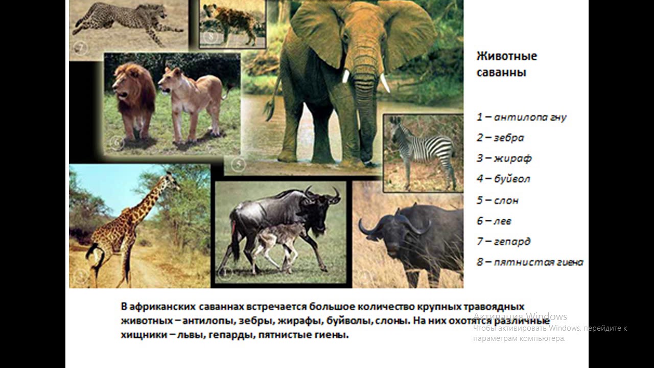 В какой природной зоне африки обитает слон. Обитатели саванны животные. Саванна природная зона животные. Животные обитающин в саваннн. Животные африканской саванны.