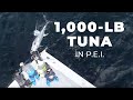 1,000-LB. Tuna in P.E.I.
