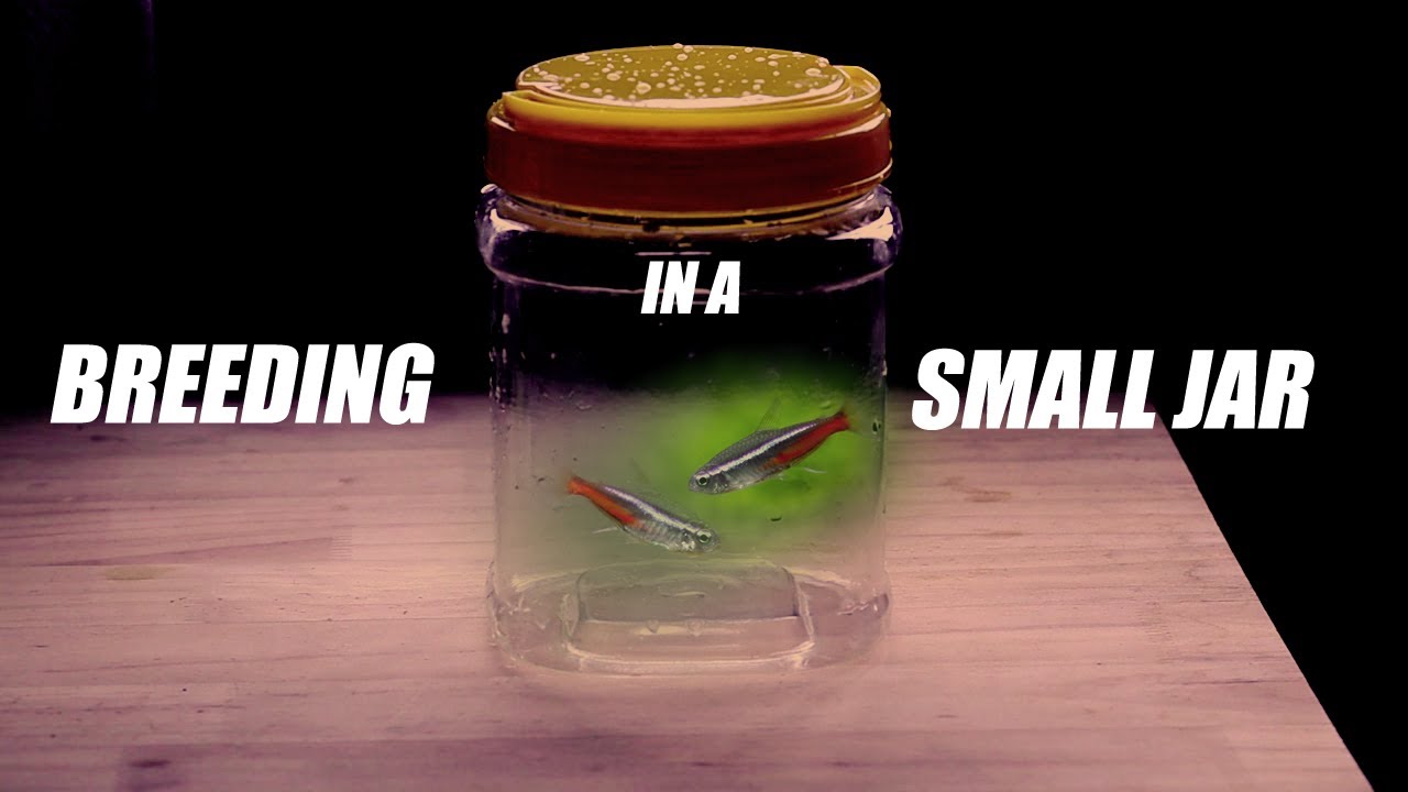 Breeding Neon Tetras in a Small Jar Part 1