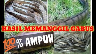 pancing ikan gabus dengan suara ini,dijamin pasti straik gayss....👍