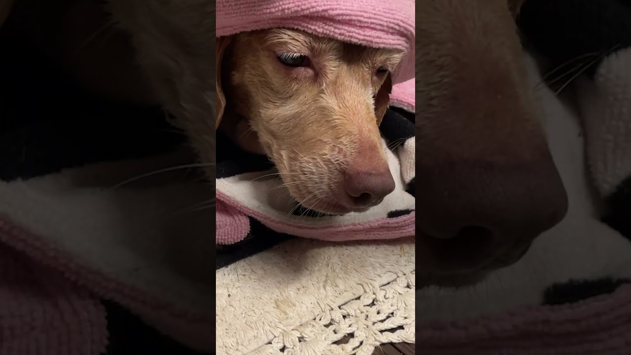 Terrified Beagle Who D Never Been Inside Before Finally Opens Up The Dodo