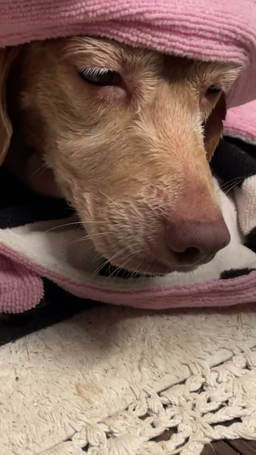 Terrified Beagle Who'd Never Been Inside Before Finally Opens Up | The Dodo