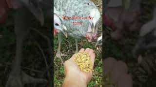 13 week old blue slate turkey toms.  follow us on Facebook #lazyassacres