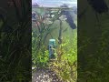 Live highlight