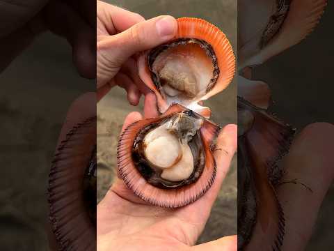 Мурманские гребешки в сливочном соусе