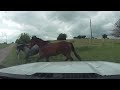 Catching loose horses on the road  five horses escape