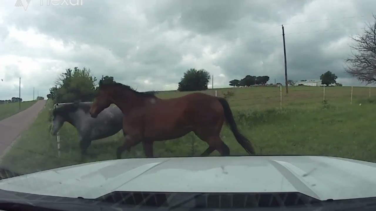Catching Loose Horses On The Road - Five Horses Escape