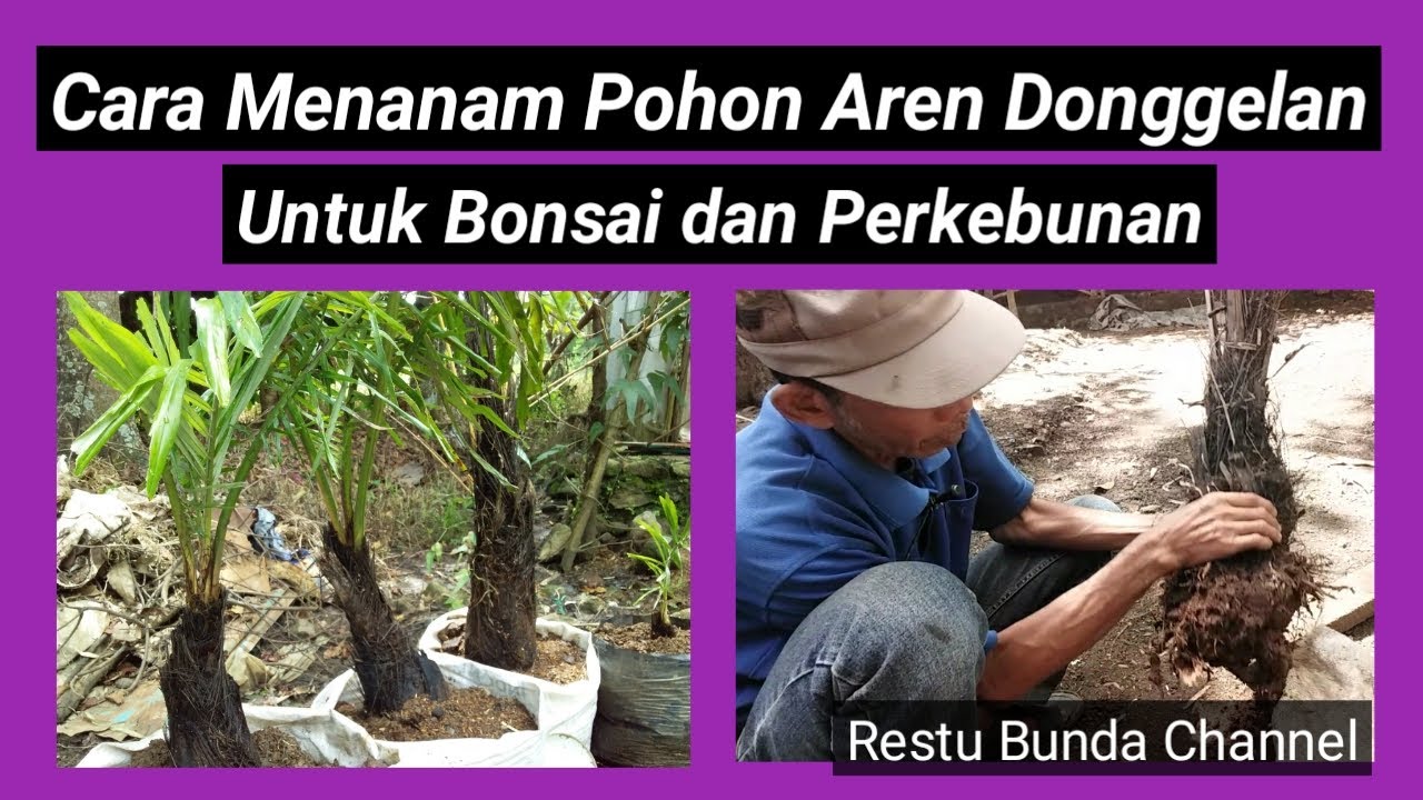 Cara Menanam Pohon Aren Donggelan Untuk Bonsai dan Perkebunan 