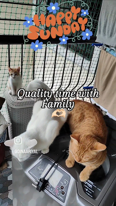 FAMILY TIME👩‍👩‍👧‍👦HAPPY SUNDAY🌞#dinariyal #dinar #riyal #snow #cheeto #catfamily #cat #kitten #pets