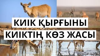 КИІК ҚЫРҒЫНЫ | КИІКТІҢ КӨЗ ЖАСЫ | Өте мағыналы, әсерлі оқиға | TAGYLYM TV