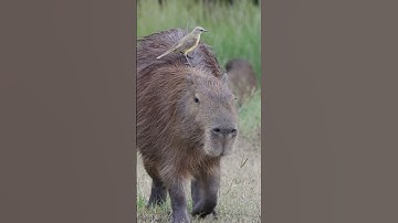The Capybara Song Official Music Video 🎶🎶 #capybara #capybaras #shorts #capybarasong