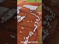 Asi se traslada el ganado en brasil
