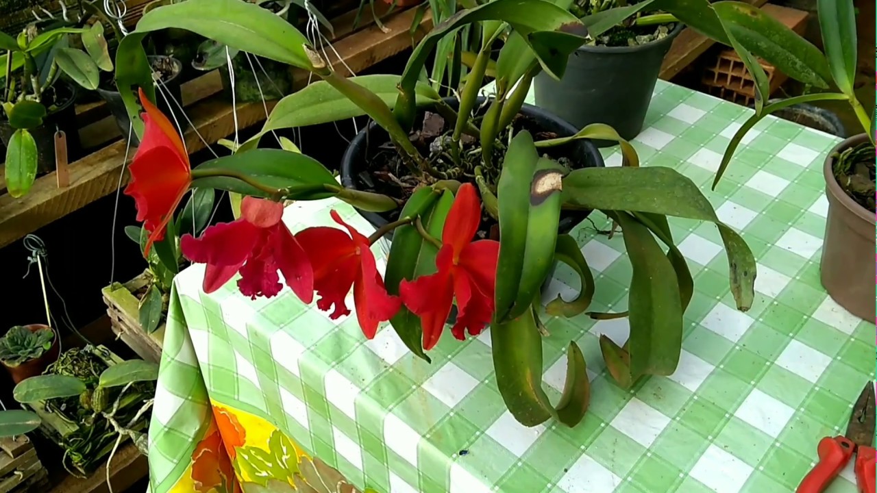 Tirando dúvida. Onde perfurar a orquídea. Identificando bulbo ou rizoma?